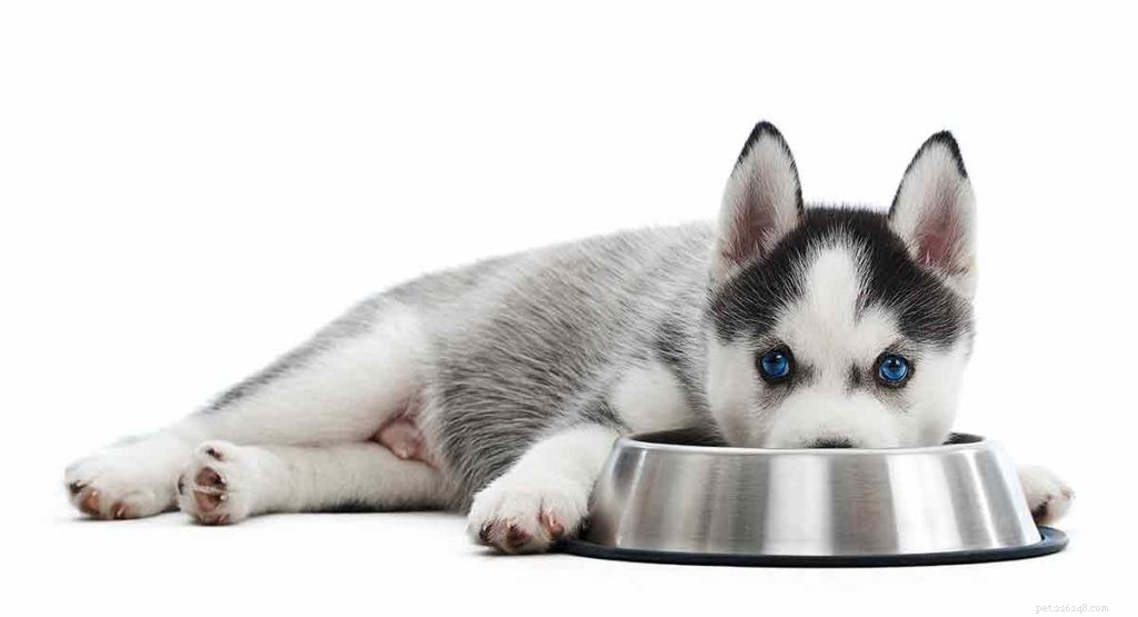 Siberian Husky Breed Guide: Facts, Care Tips & Stunning Photos