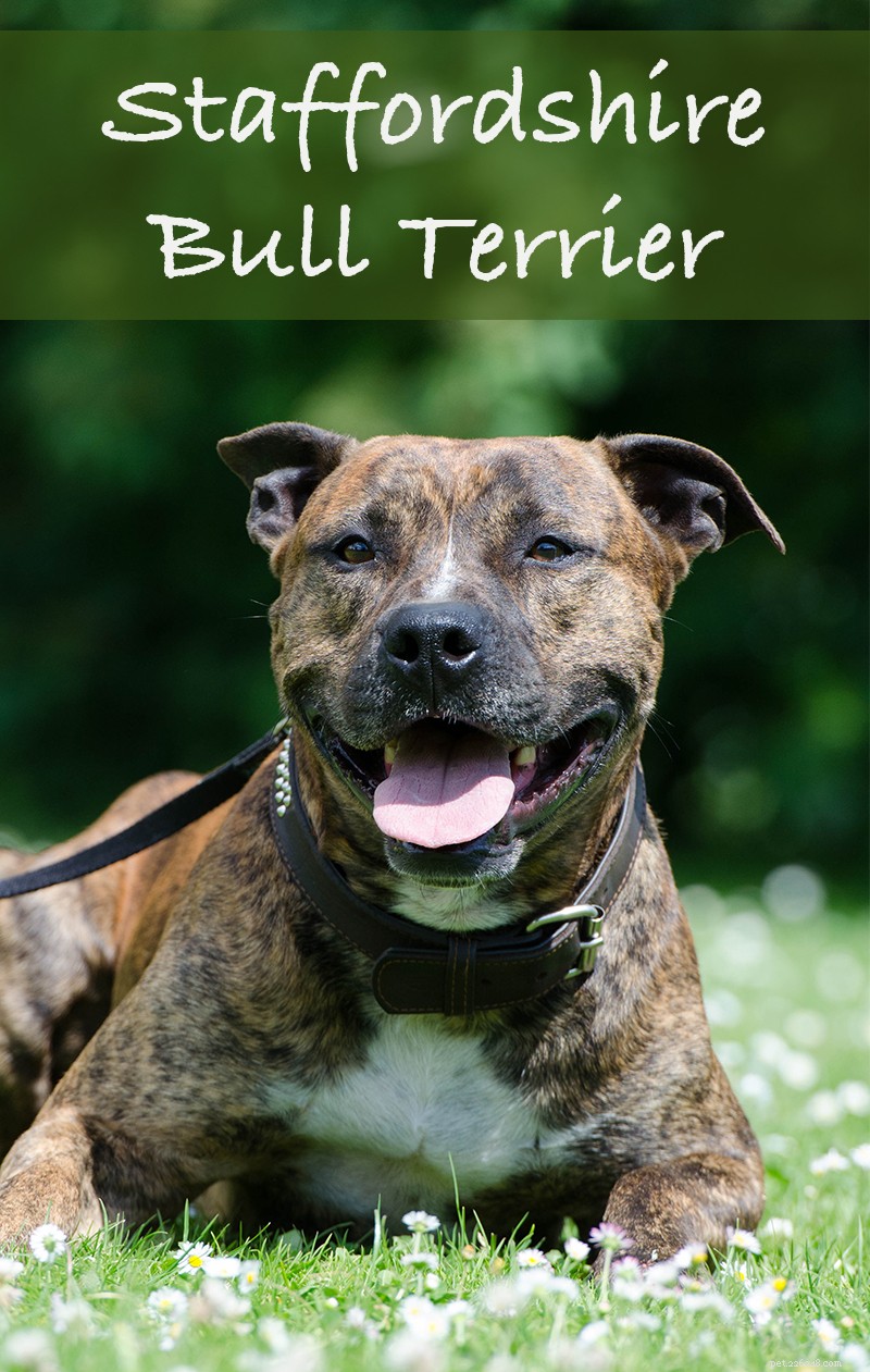 Staffordshire Bull Terrier: Loyal, Strong & Ideal Family Companion
