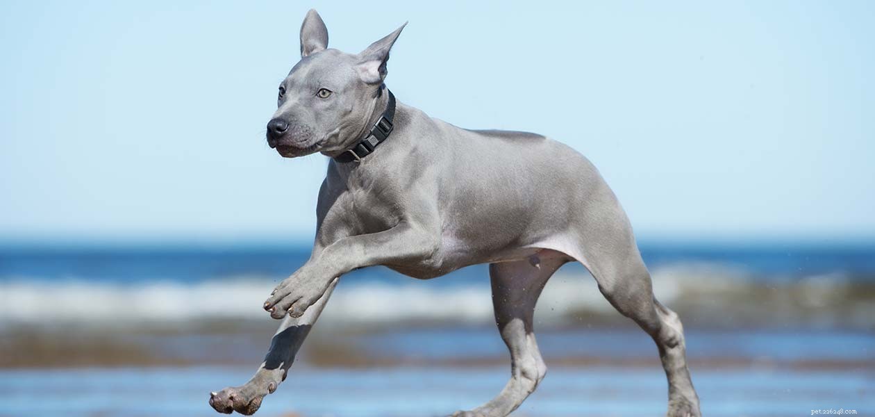 Thai Ridgeback: Discover Whether This Ancient Hunting Breed Is Right for Your Family