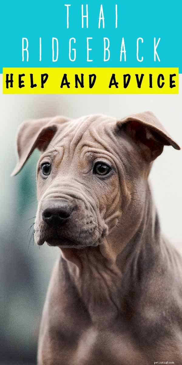 Thai Ridgeback: Discover Whether This Ancient Hunting Breed Is Right for Your Family