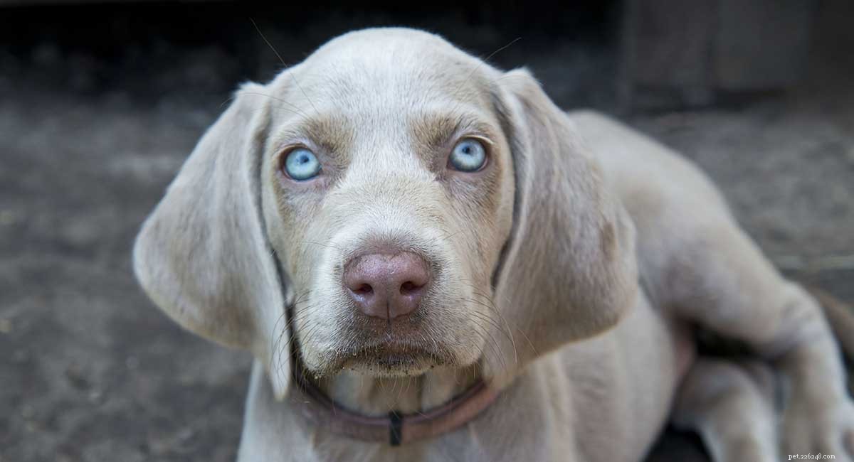The Ultimate Weimaraner Guide: Care, Training, and Lifestyle