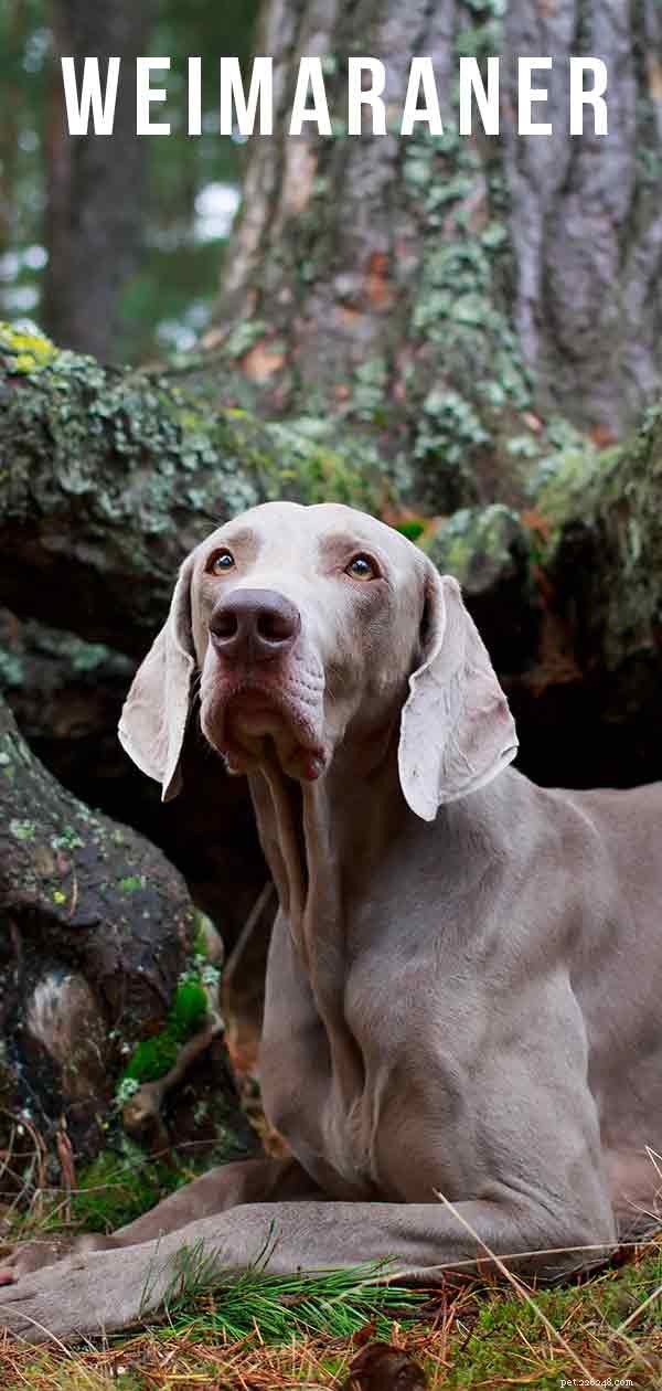 The Ultimate Weimaraner Guide: Care, Training, and Lifestyle