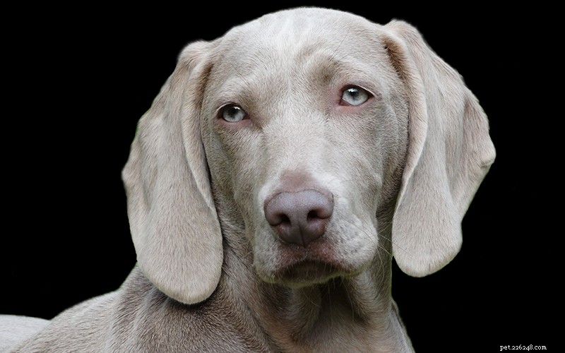The Ultimate Weimaraner Guide: Care, Training, and Lifestyle