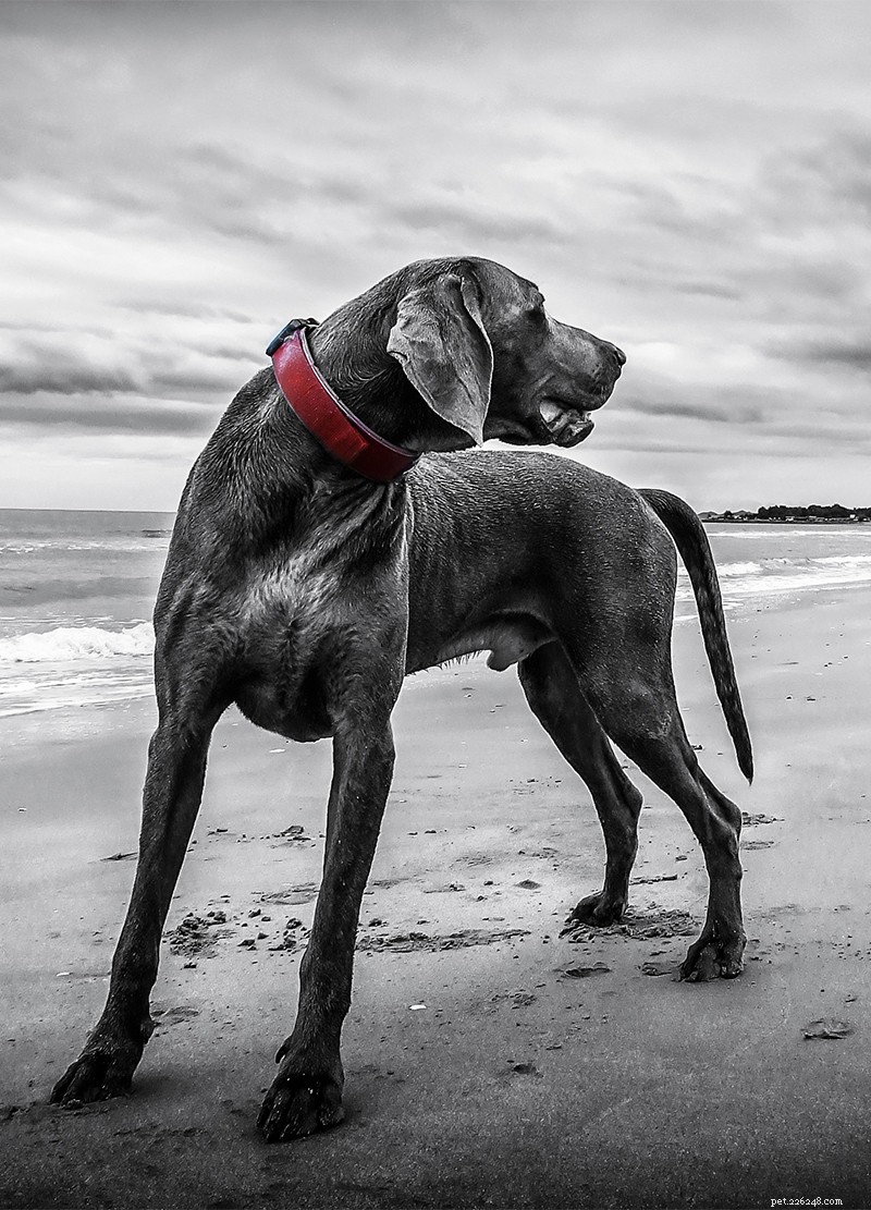 The Ultimate Weimaraner Guide: Care, Training, and Lifestyle