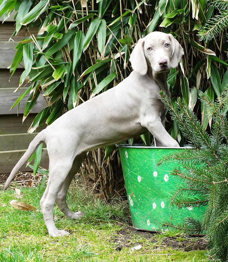 The Ultimate Weimaraner Guide: Care, Training, and Lifestyle
