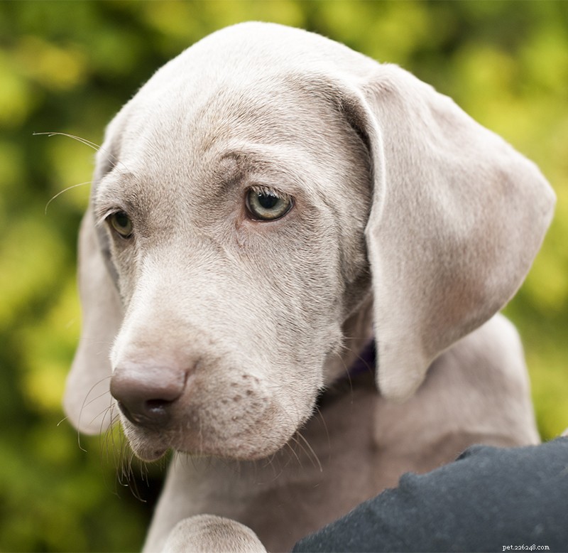 The Ultimate Weimaraner Guide: Care, Training, and Lifestyle