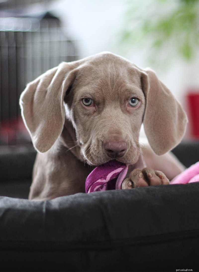 The Ultimate Weimaraner Guide: Care, Training, and Lifestyle