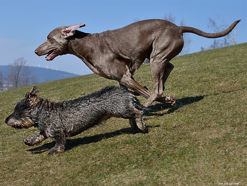 The Ultimate Weimaraner Guide: Care, Training, and Lifestyle