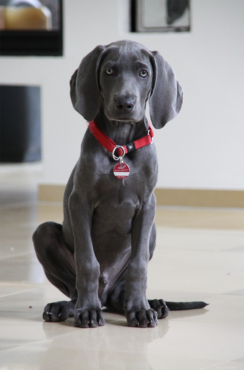 The Ultimate Weimaraner Guide: Care, Training, and Lifestyle