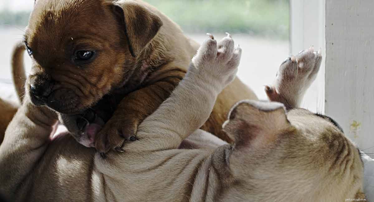 American Bully: A Loyal, Gentle Companion for Families