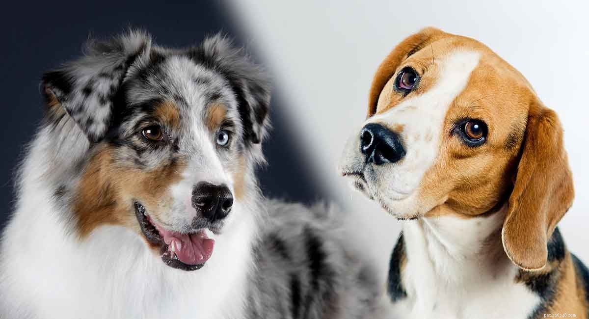 Australian Shepherd–Beagle Mix: The Ideal Family Dog for Active Lifestyles