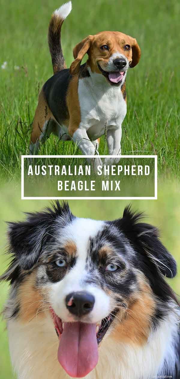 Australian Shepherd–Beagle Mix: The Ideal Family Dog for Active Lifestyles