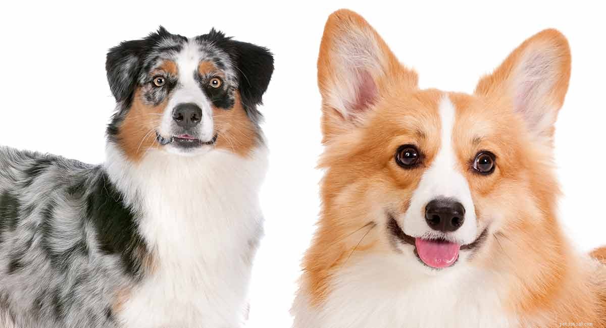 Australian Shepherd-Corgi Mix: Playful & Loyal Family Companion