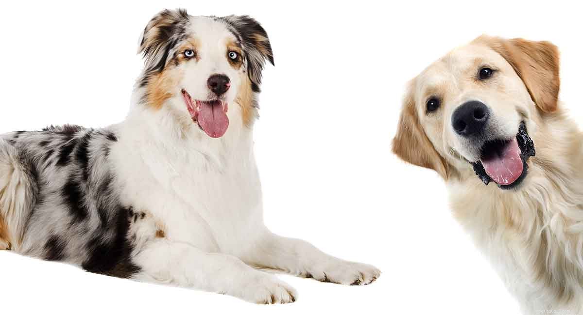 Australian Shepherd & Golden Retriever Mix: Traits, Size, and Family Compatibility