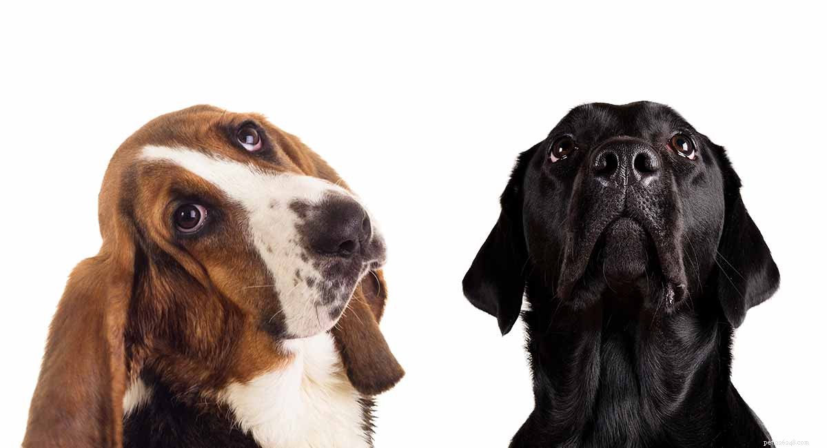 Bassador Breeds: Everything You Need to Know About the Basset Hound & Labrador Mix