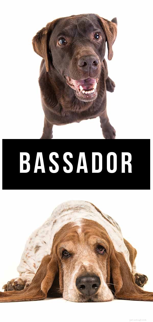 Bassador Breeds: Everything You Need to Know About the Basset Hound & Labrador Mix