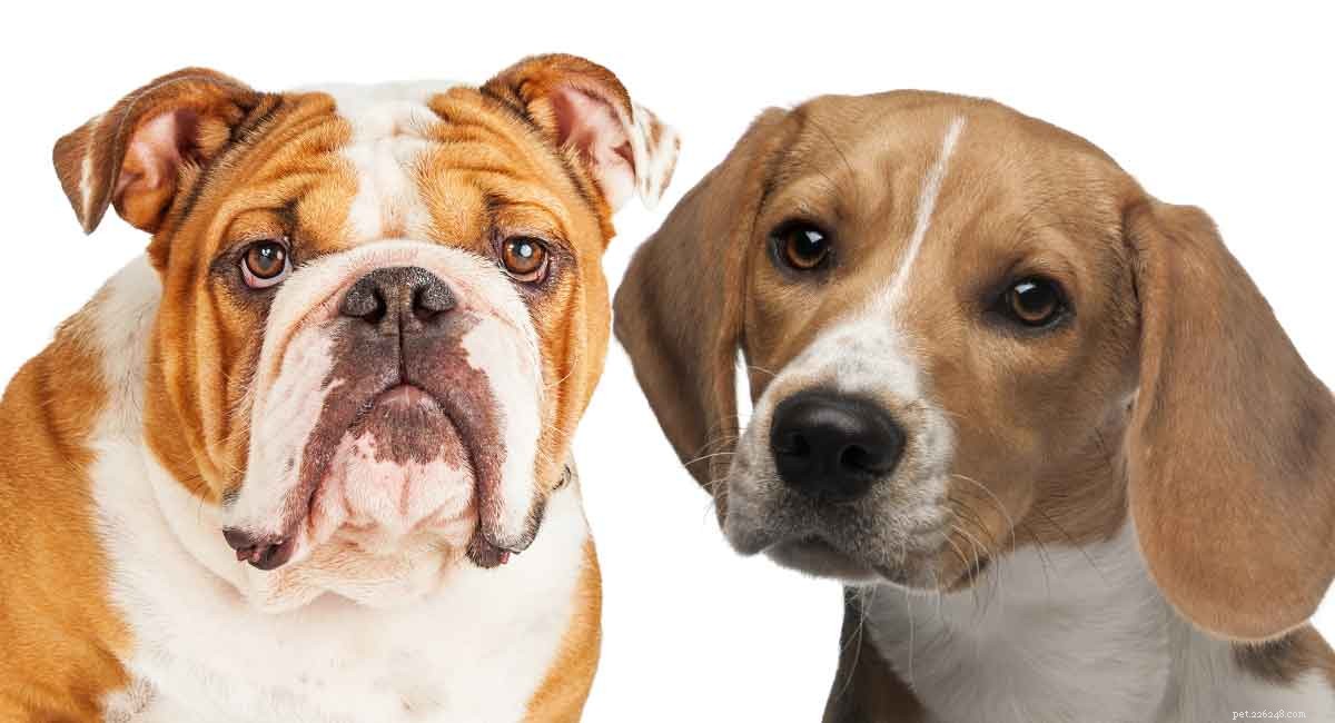 Beabull: The Ultimate Guide to the Beagle‑Bulldog Mix