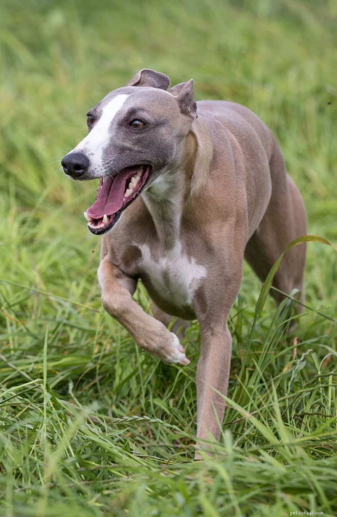 Whippet-Beagle Mix: A Beautiful Blend of Speed, Playfulness, and Loyalty