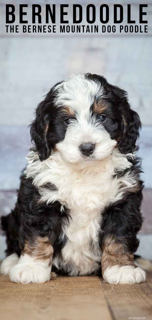 Bernedoodle: The Perfect Blend of Bernese Mountain Dog and Poodle