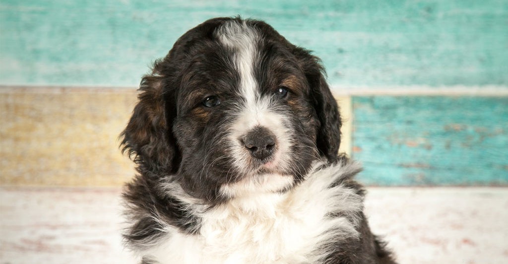 Bernedoodle: The Perfect Blend of Bernese Mountain Dog and Poodle