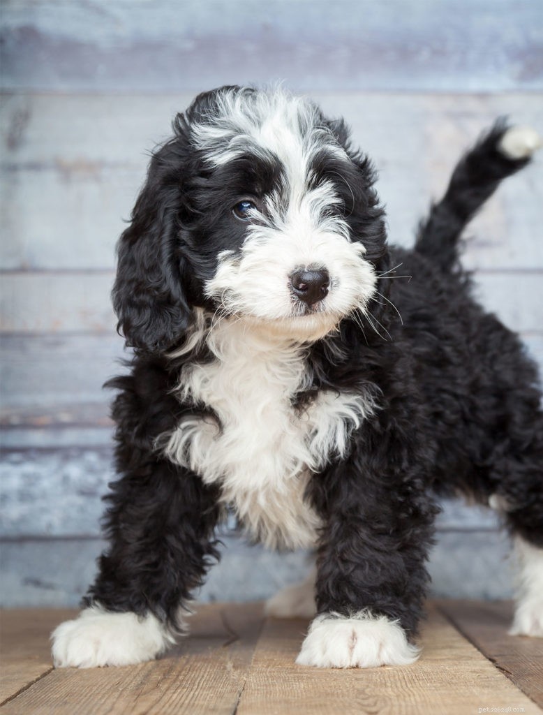 Bernedoodle: The Perfect Blend of Bernese Mountain Dog and Poodle