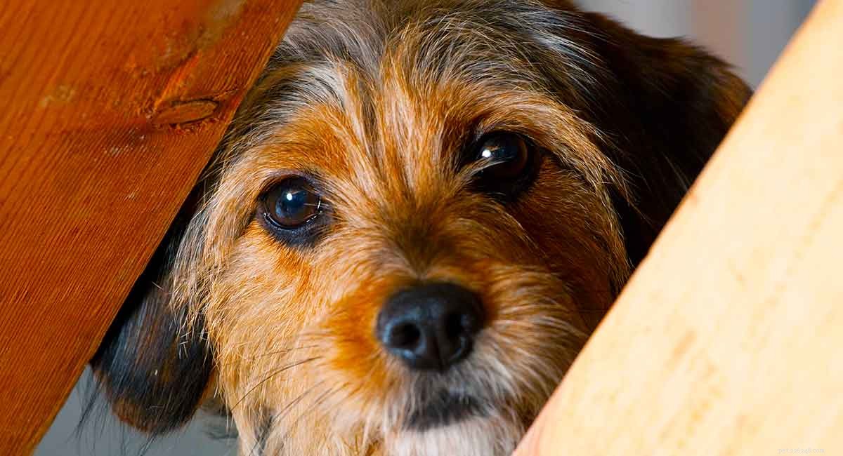 Beagle-Yorkie (Borkie) Guide: Traits, Care, and Why They’re Loved
