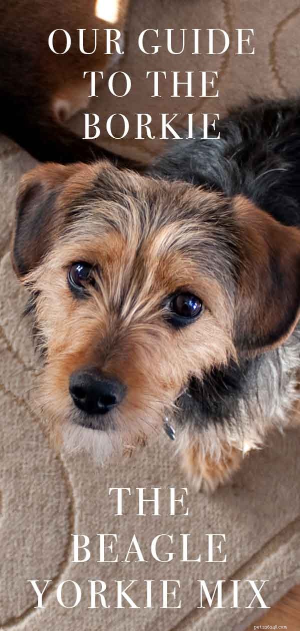 Beagle-Yorkie (Borkie) Guide: Traits, Care, and Why They’re Loved