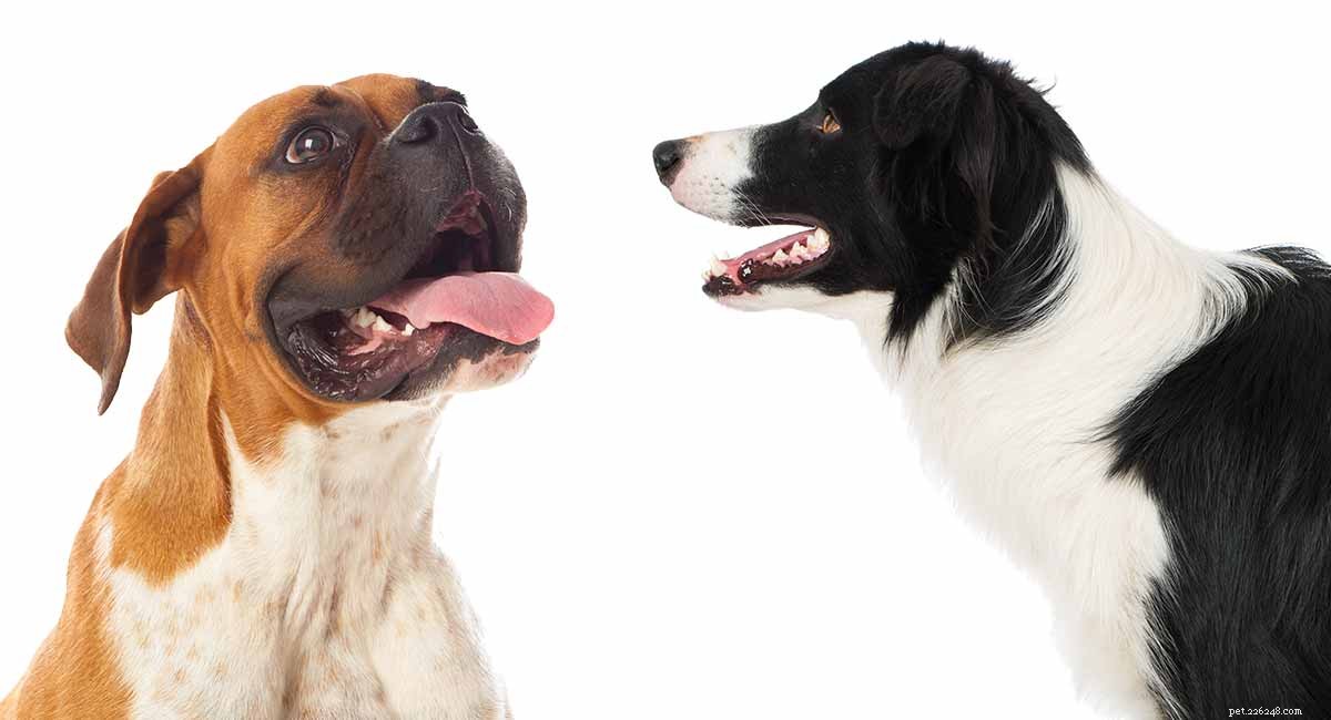 Boxollie (Border Collie‑Boxer Mix): Is This Hybrid the Right Choice for Your Family?