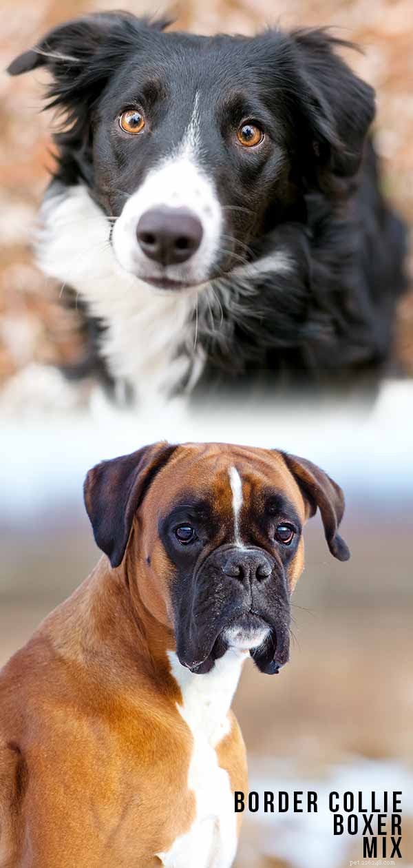 Boxollie (Border Collie‑Boxer Mix): Is This Hybrid the Right Choice for Your Family?