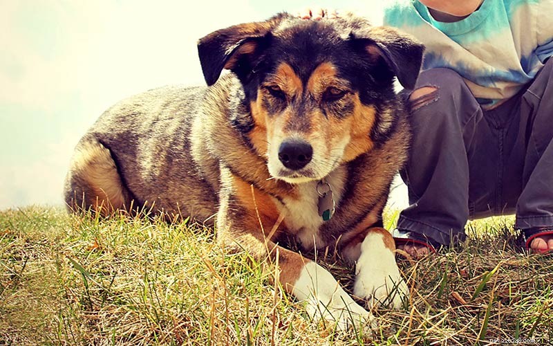 Shollie: The Ultimate Border Collie × German Shepherd Mix – Intelligent, Loyal, Athletic Family Guard