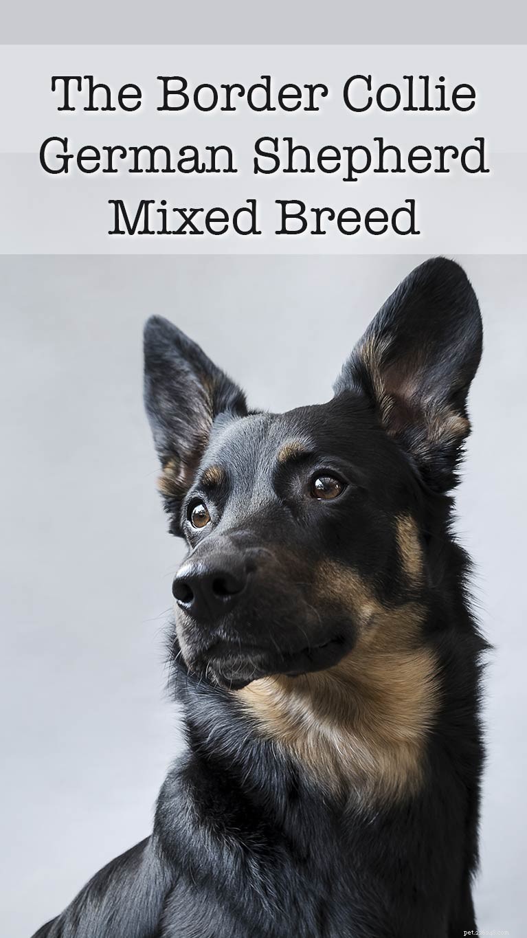 Shollie: The Ultimate Border Collie × German Shepherd Mix – Intelligent, Loyal, Athletic Family Guard