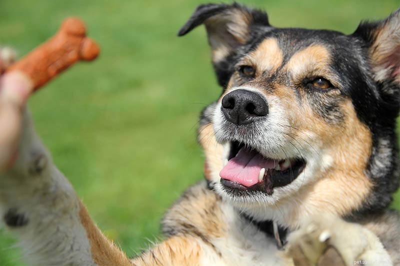 Shollie: The Ultimate Border Collie × German Shepherd Mix – Intelligent, Loyal, Athletic Family Guard