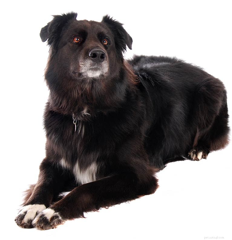 Shollie: The Ultimate Border Collie × German Shepherd Mix – Intelligent, Loyal, Athletic Family Guard