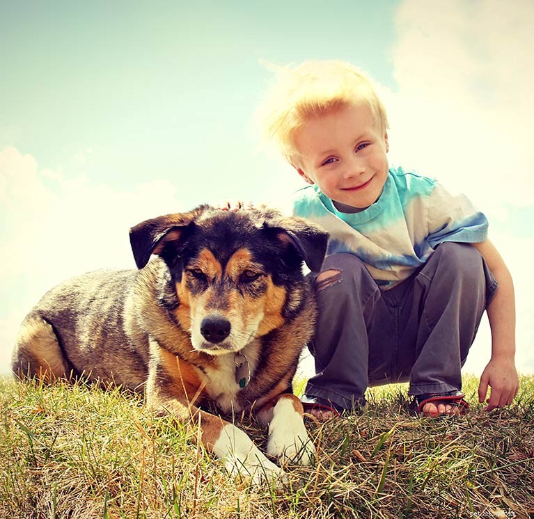 Shollie: The Ultimate Border Collie × German Shepherd Mix – Intelligent, Loyal, Athletic Family Guard