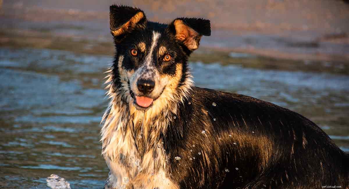 Border Collie & Jack Russell Mix: Energetic, Loyal, and Trainable Companion