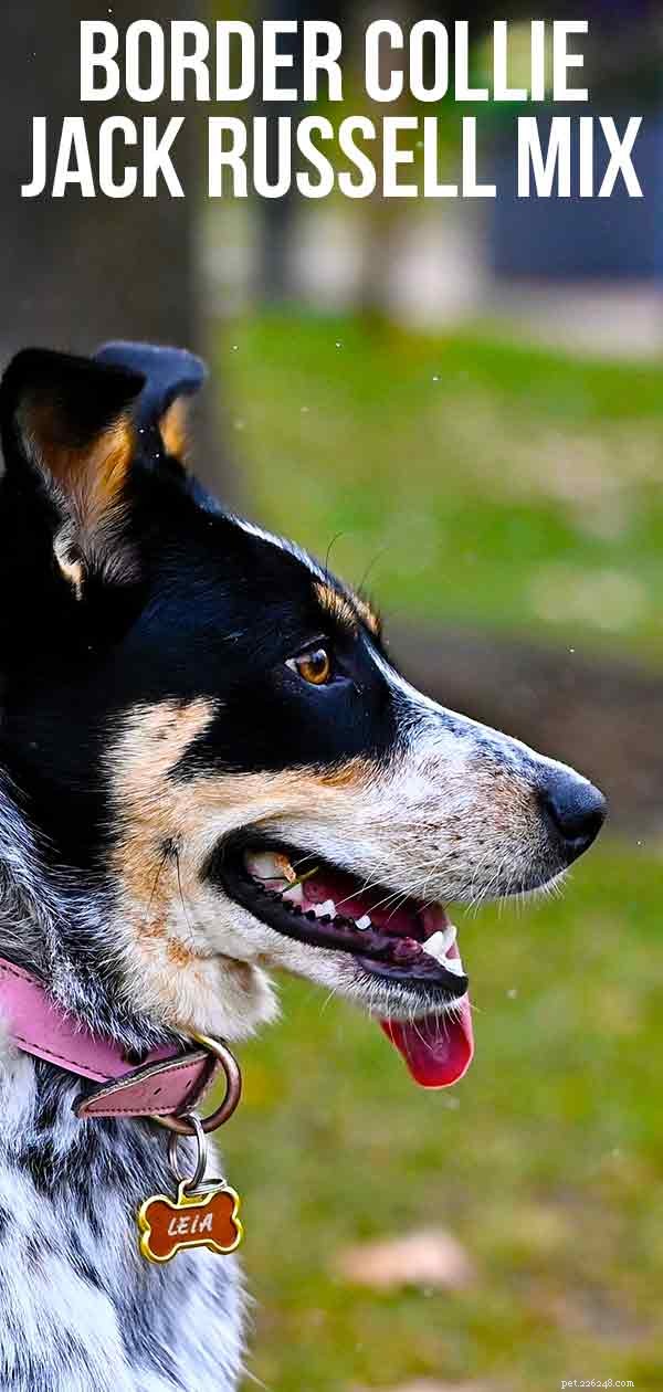 Border Collie & Jack Russell Mix: Energetic, Loyal, and Trainable Companion