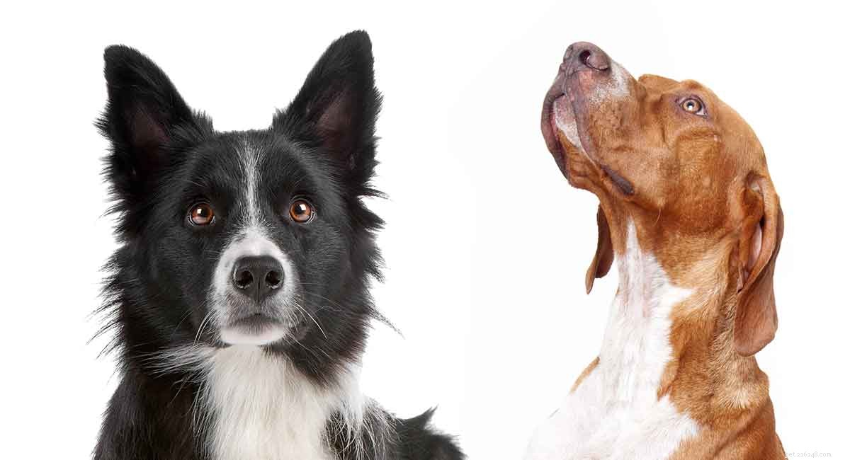 Pointer–Border Collie Mix: A High‑Energy Working Dog – Is It Your Ideal Companion?