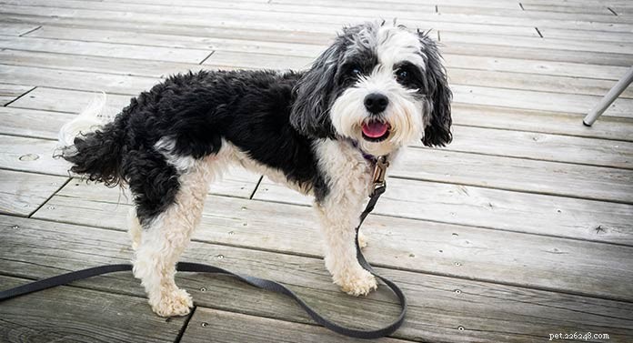 Meet the Bordoodle: Smart, Energetic Border Collie-Poodle Mix