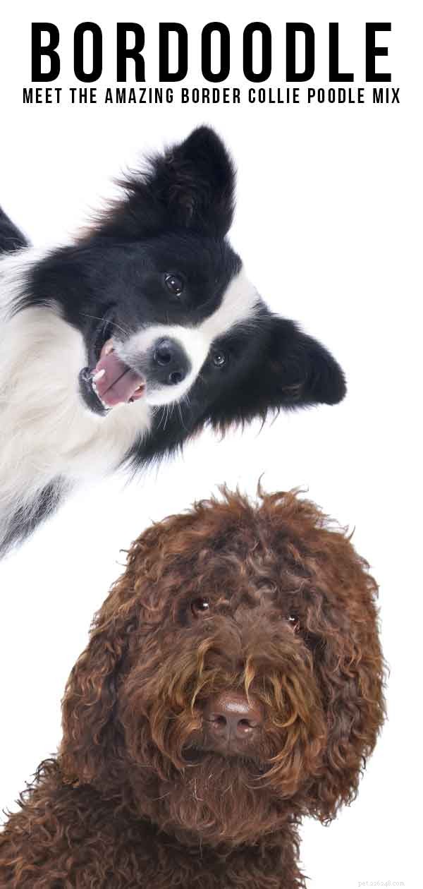 Meet the Bordoodle: Smart, Energetic Border Collie-Poodle Mix