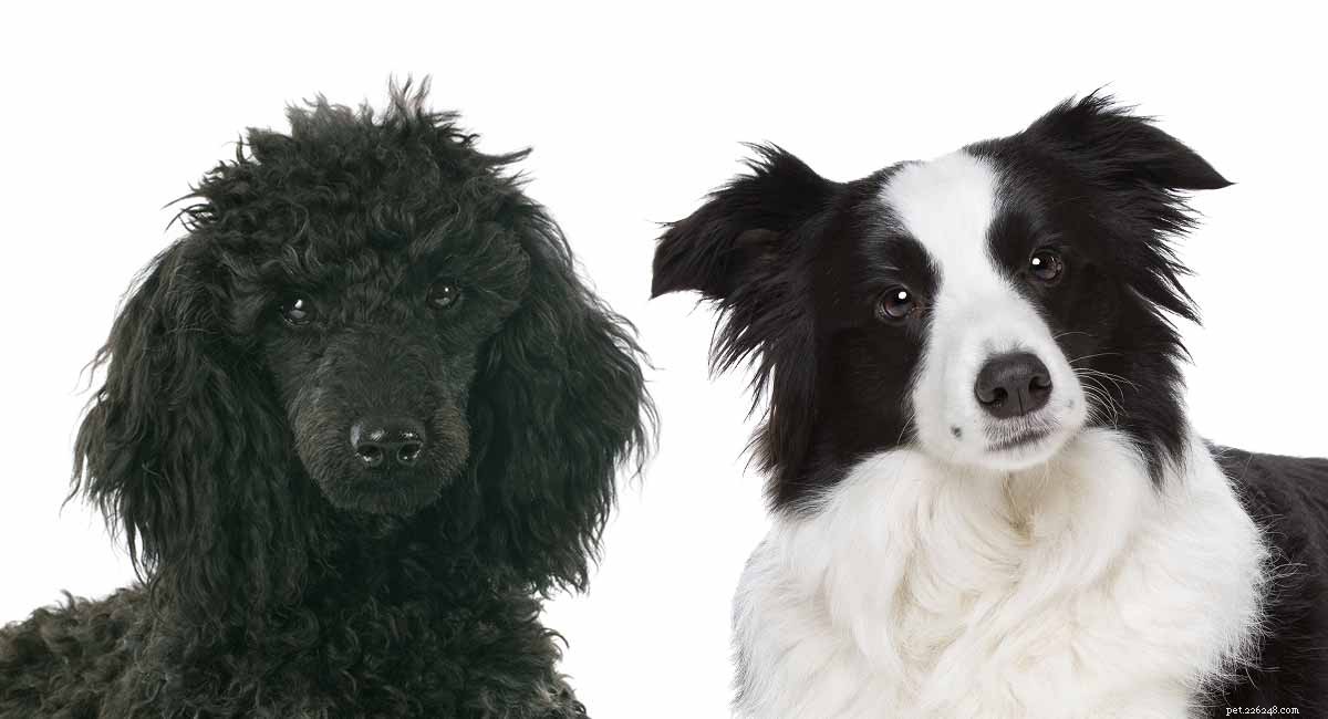 Meet the Bordoodle: Smart, Energetic Border Collie-Poodle Mix