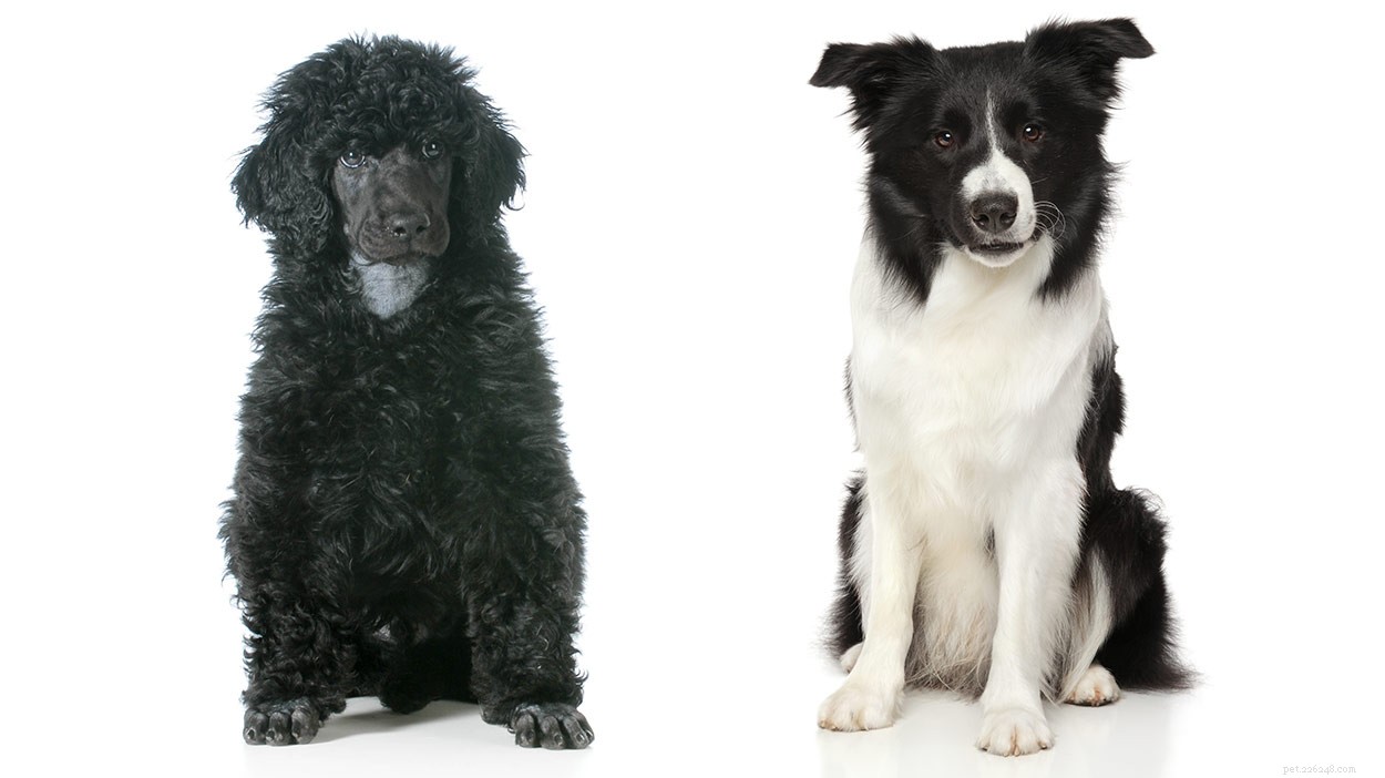 Meet the Bordoodle: Smart, Energetic Border Collie-Poodle Mix