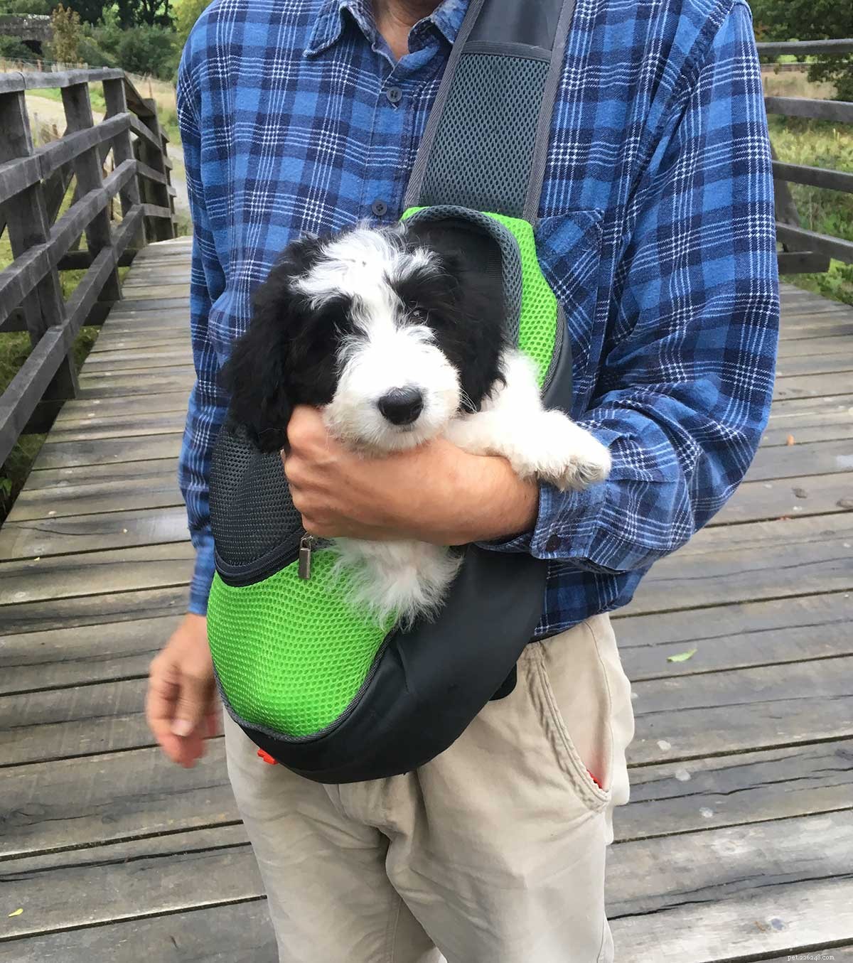 Meet the Bordoodle: Smart, Energetic Border Collie-Poodle Mix