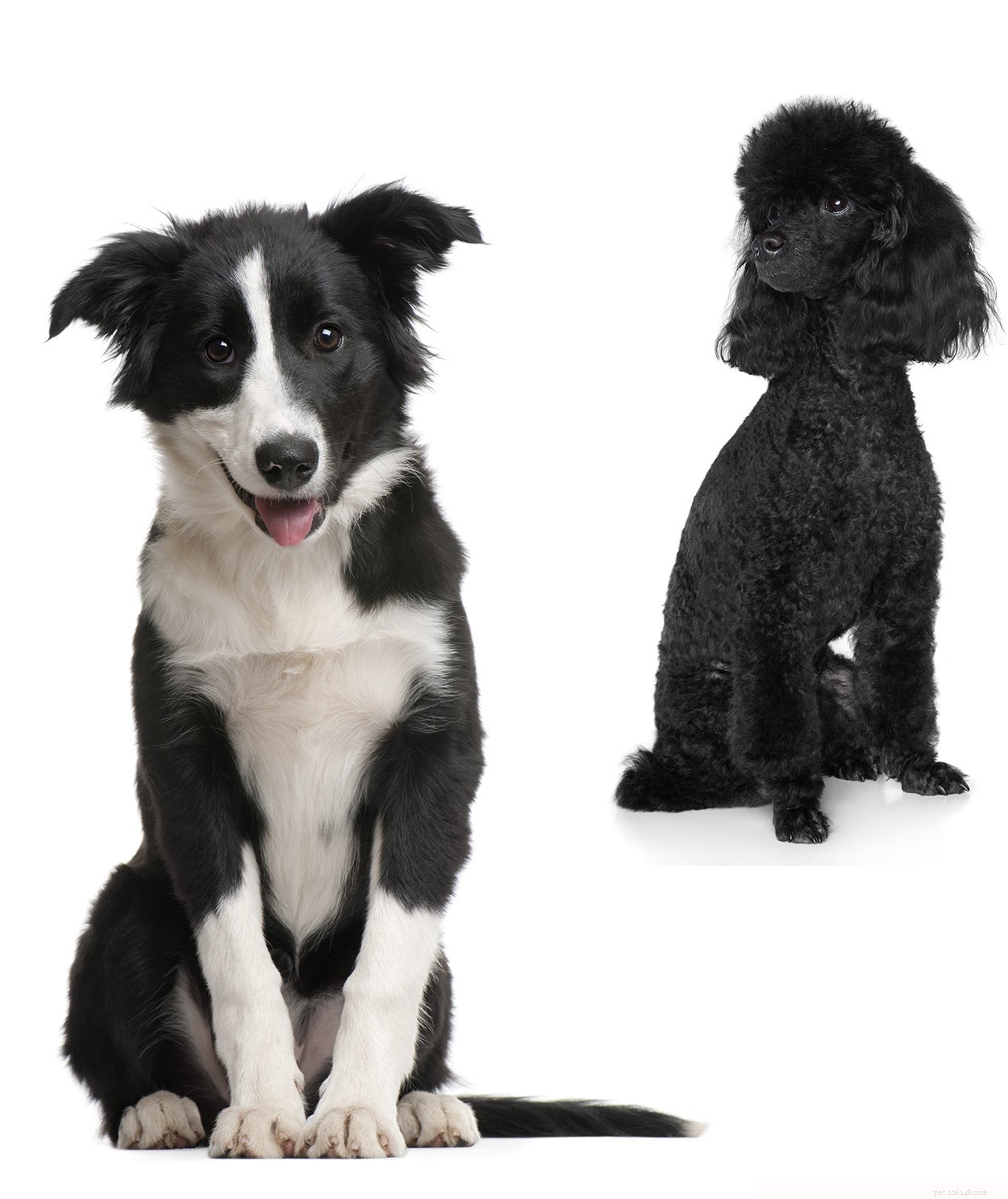 Meet the Bordoodle: Smart, Energetic Border Collie-Poodle Mix