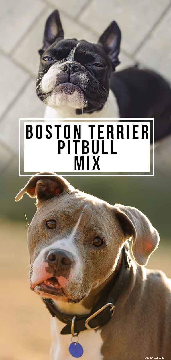 Boston Terrier & Pitbull Mix: Traits, Care, and Whether It’s the Right Pet for You