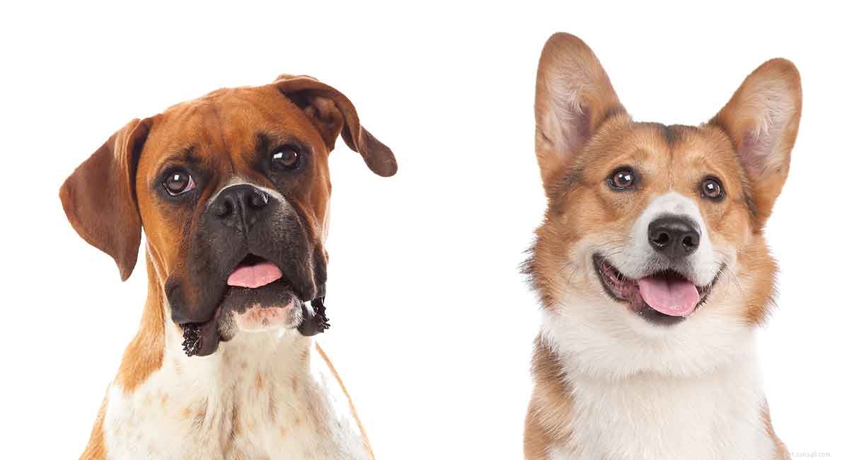 Corgi Boxer Mix: Energetic Companion or Playful Lapdog?