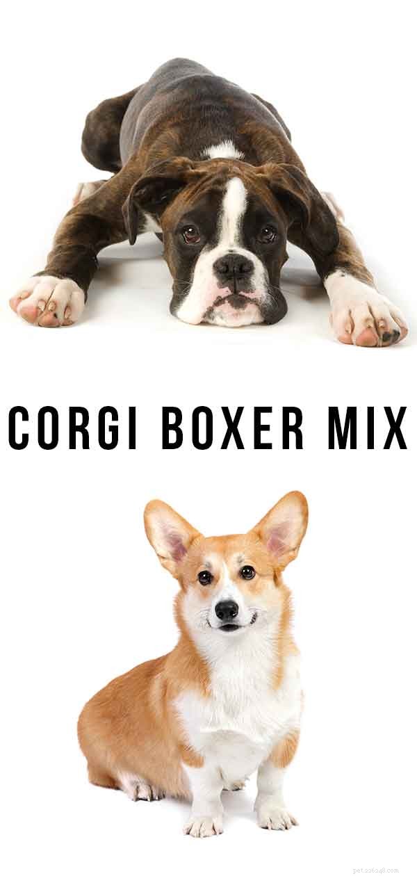 Corgi Boxer Mix: Energetic Companion or Playful Lapdog?