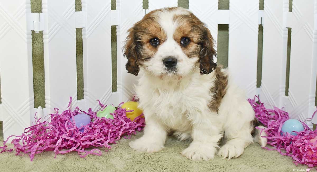 Cavachon Dogs: All You Need to Know About the Cavalier Bichon Mix
