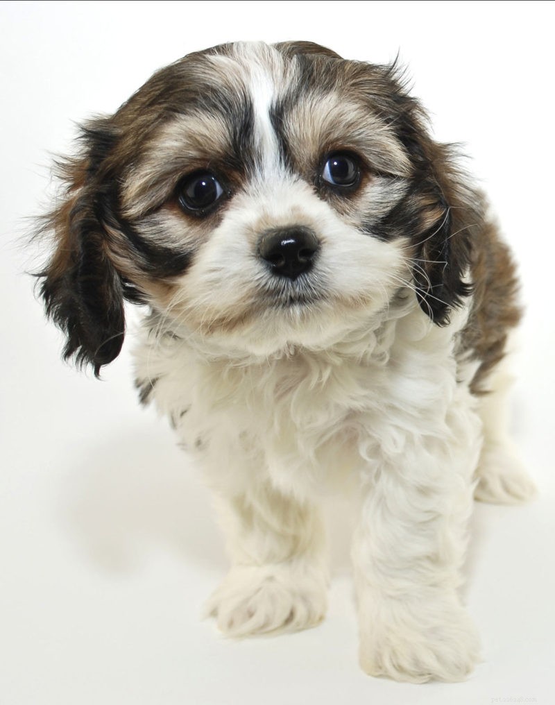 Cavachon Dogs: All You Need to Know About the Cavalier Bichon Mix