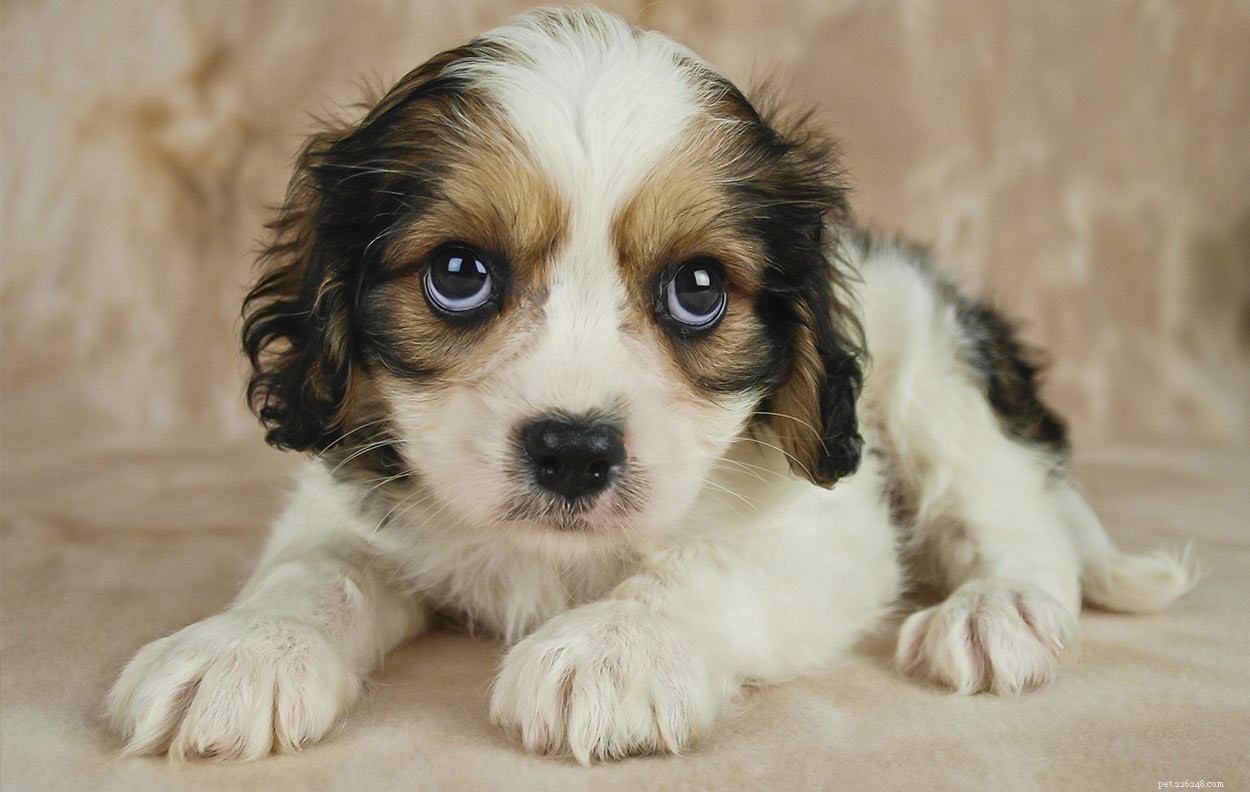 Cavachon Dogs: All You Need to Know About the Cavalier Bichon Mix