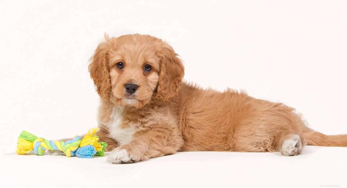 Cavapoo Dog Breed: Your Comprehensive Guide to the Cavalier King Charles Spaniel-Poodle Mix
